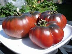 plant de tomate black krim