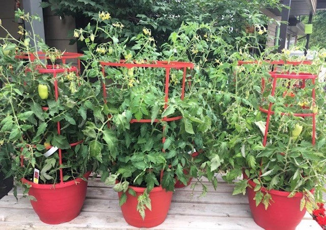 tomate better bush pot avec treillis