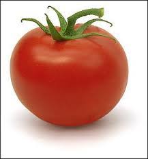 plant de tomate célébrité