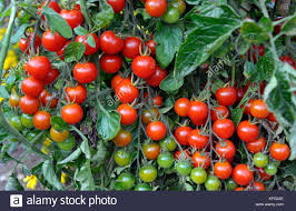 plant de tomate cerise sweet millions