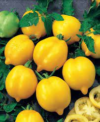 plant de tomate citron