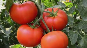 plant de tomate fantastic