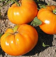 plant de tomate fraise orange