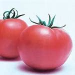 boite de 4 plants de tomate ultra pink