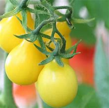plant de tomate poire jaune