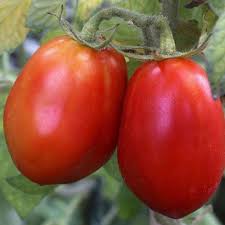 boite de 4 plants tomate roma