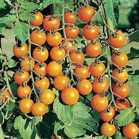 plant de tomate sungold