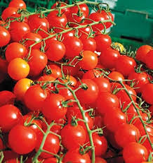 boite de 4 plants de tomate sweet millions