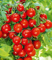 plant de tomate thumbler