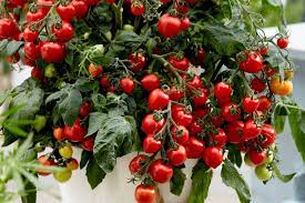 plant de tomate tutti frutti cherry red pot de 1 gallon
