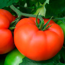boite de 4 plants de tomate ultra boy rouge